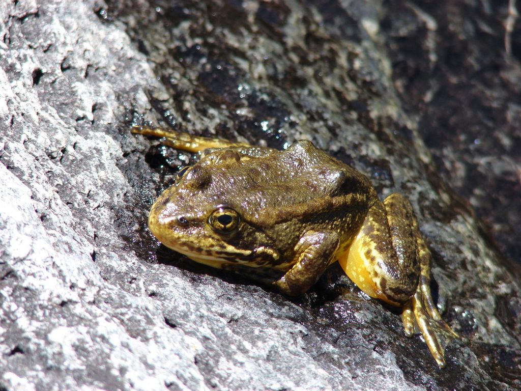 Mountain yellow-legged frog. Image credit USFWS/Rick Kuyper; link here: https://www.flickr.com/photos/usfws_pacificsw/5662434706/in/photostream
