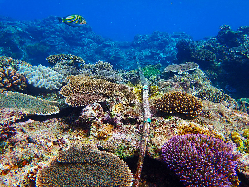 Seafloor fiber optic cable from Marine Observatory 2. Credit OIST; link here: https://www.flickr.com/photos/oistedu/33952414091