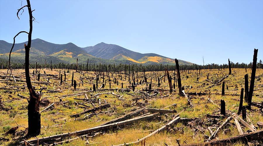 Plain beneath mountains starting to regrow with grasses in between burned tree trunks. Photo by Brady Smith, CC BY-SA 2.0