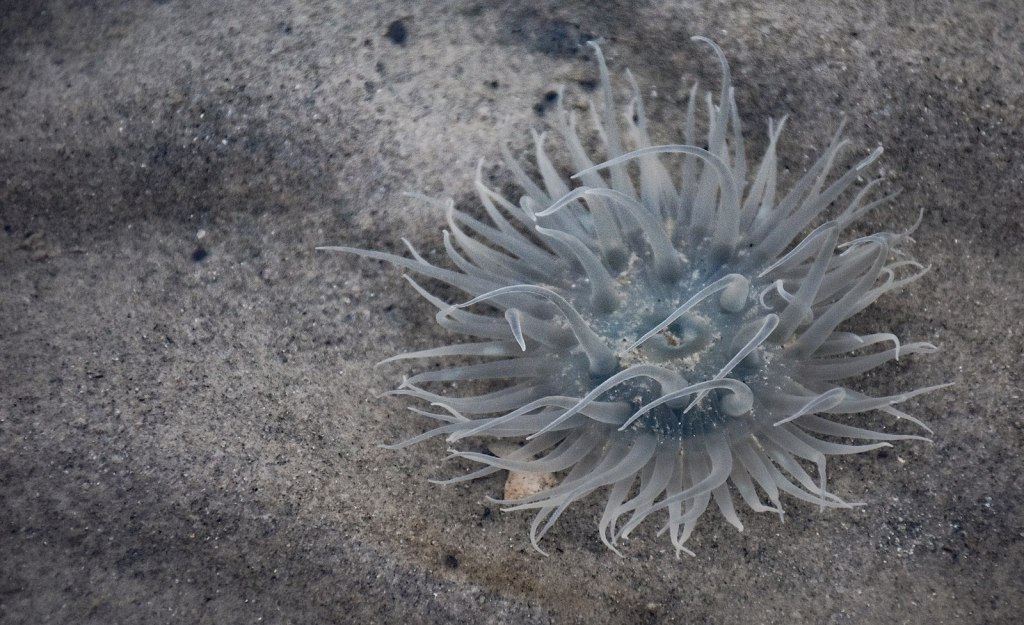 Photo of a sea anemone. Photo by Pubali TSG on Wikimedia Commons. https://commons.wikimedia.org/wiki/File:Sea_anemone_at_Bakshali_sea_beach,_West_Bengal,_India.jpg