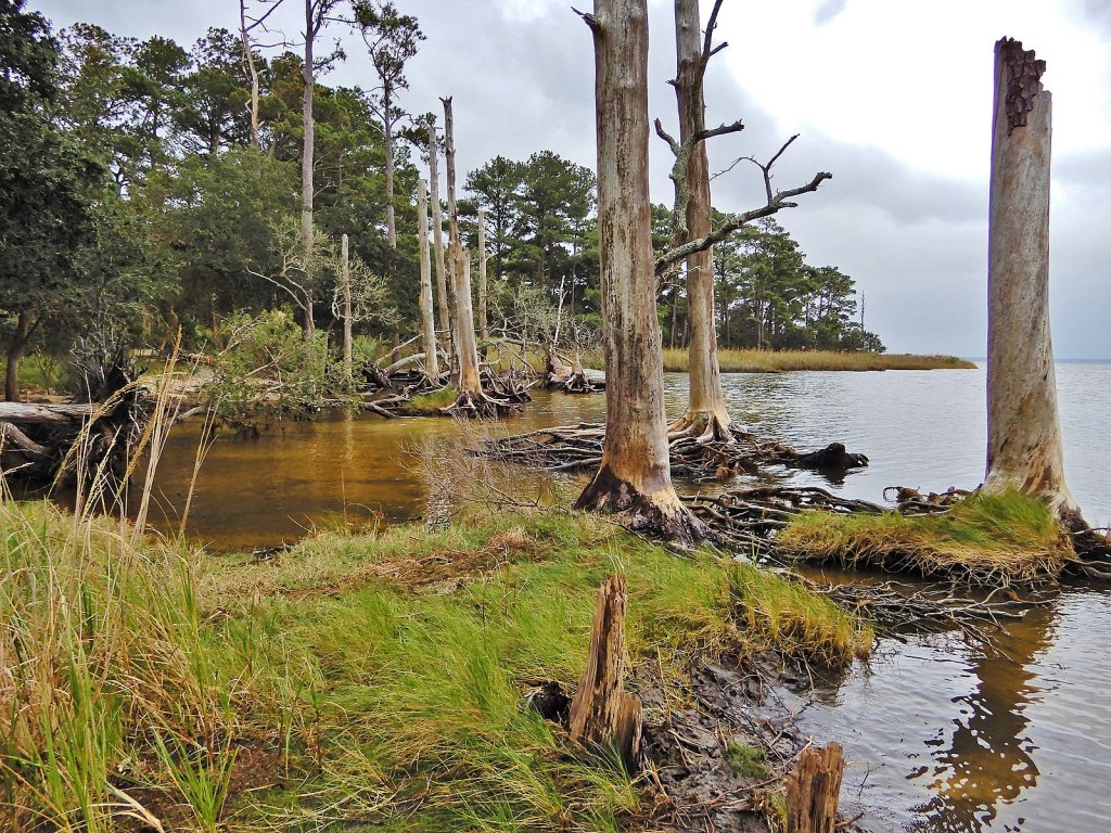 “Ghost forest” in Nags Head Woods, North Carolina, where saltwater intrusion puts low-lying freshwater ecosystems at risk. Credit NC Wetlands/Flickr, Creative Commons 2.0 Generic license.