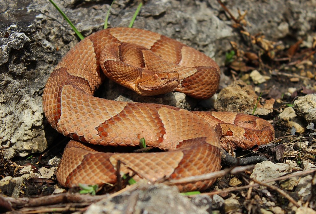 A copperhead snake, the most common venomous snake in North Carolina. Credit Peter Paplanus, Creative Commons 2.0 Generic license.