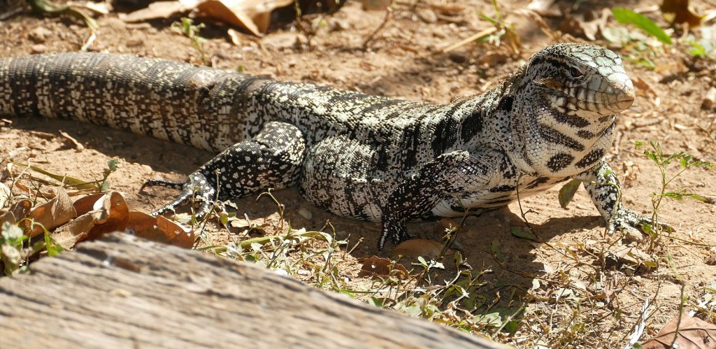 Argentine black and white tegu lizard. Credit berniedup/Flickr, Creative Commons Attribution-Share Alike 2.0 Generic License.
