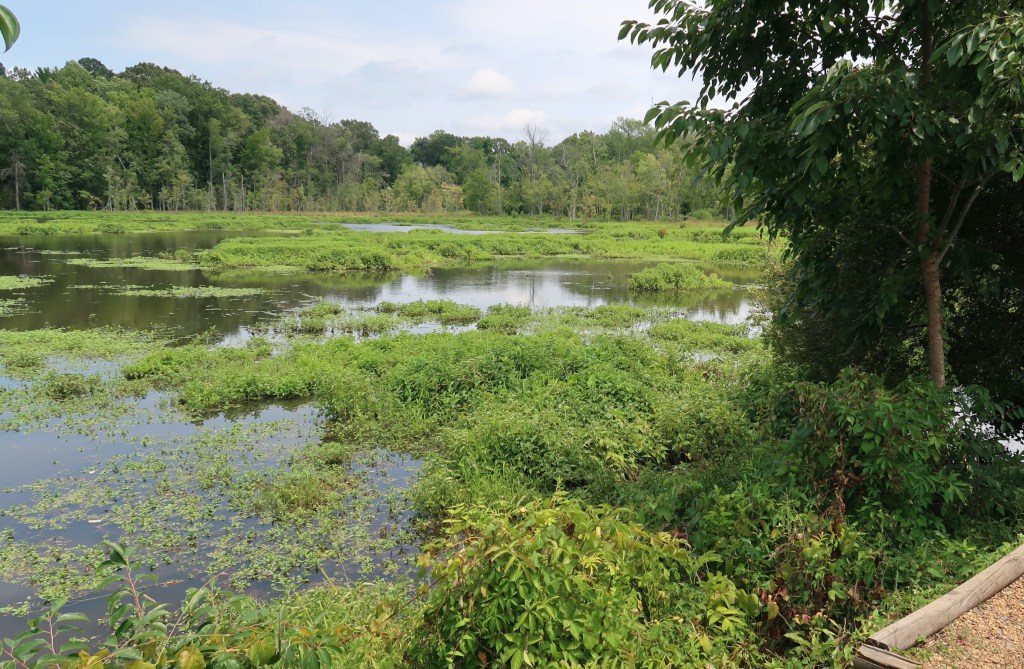 Beaver Marsh, an urban wetland in Durham, NC. Credit Sophia Friesen