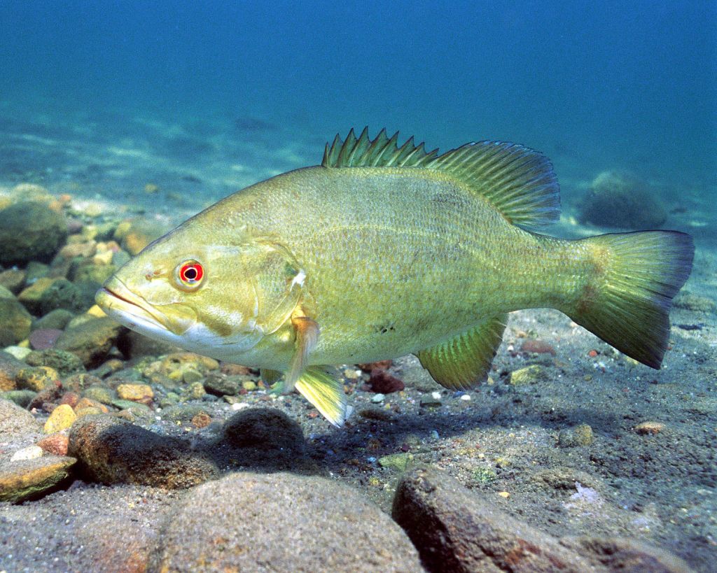 Smallmouth bass underwater. Credit Eric Engbretson/ US Fish and Wildlife Service, public domain.