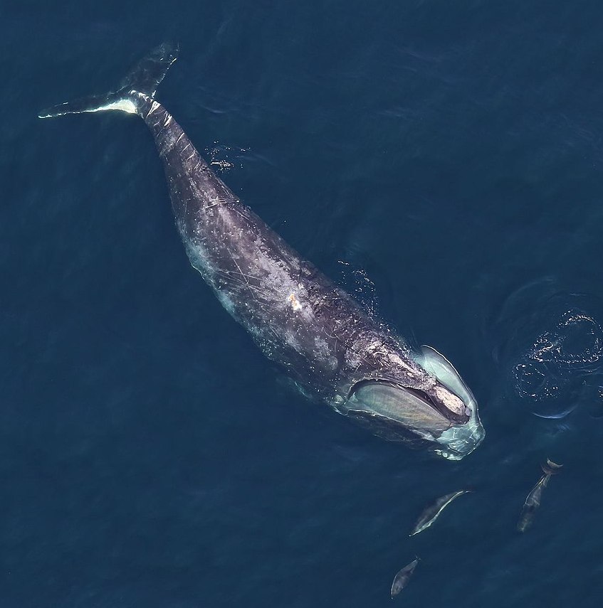 An endangered North Atlantic right whale at the surface of the water, viewed from above. Credit NOAA Gray's Reef NMS, public domain.