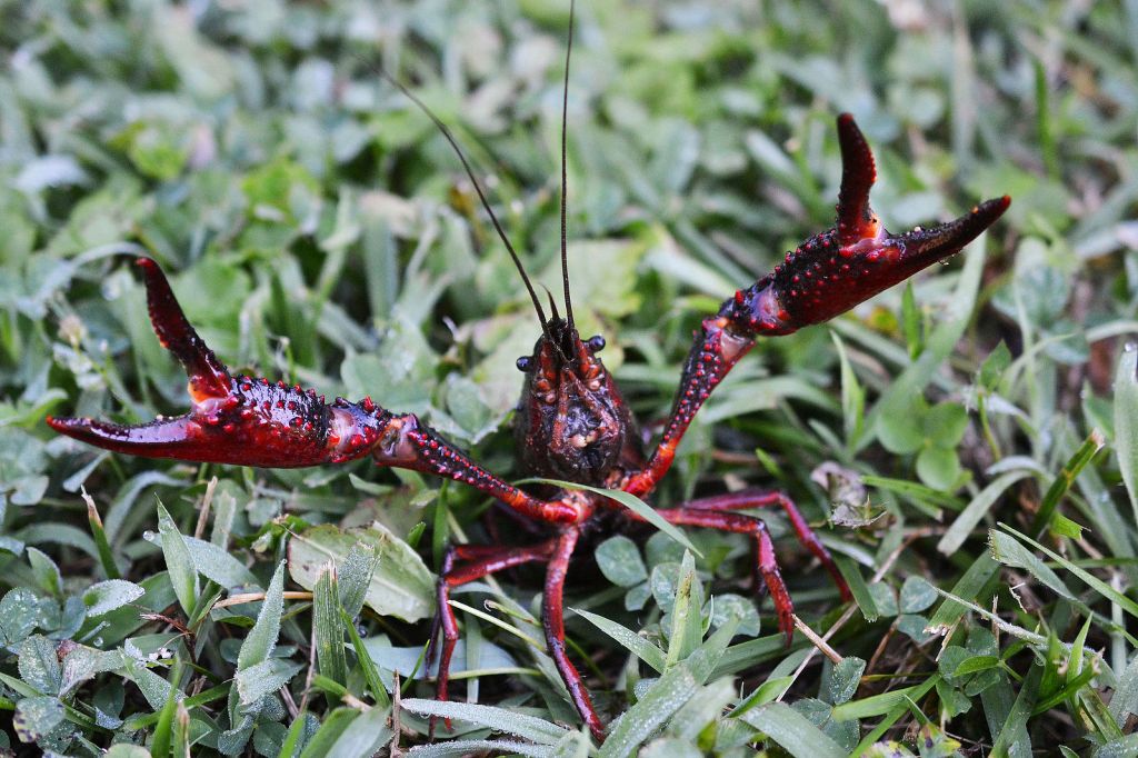 A Louisiana red swamp crayfish spreads its claws in a threat display. Credit Andrew Cannizzaro/Flickr, Creative Commons Attribution 2.0 Generic license.
