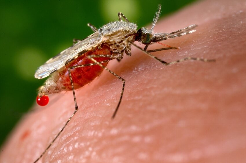 Close-up photo of a mosquito perched on human skin and sucking blood. Photo by Dr. William Collins, USCDCP, CC0 license